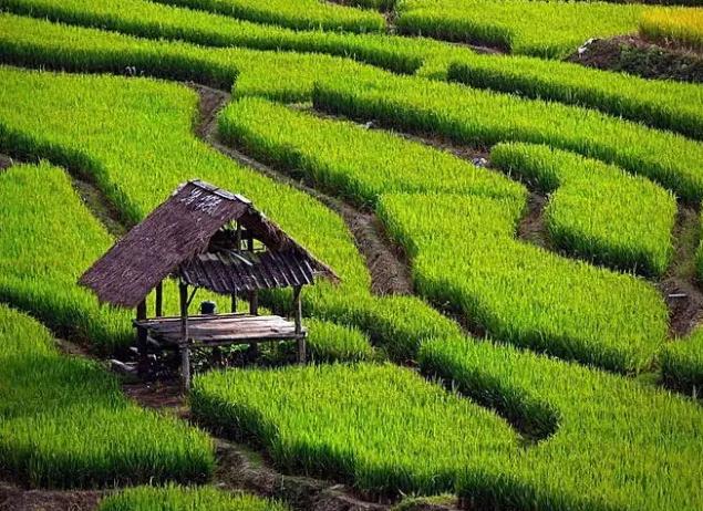 农产品打造优质品牌,农产品品牌打造与推广