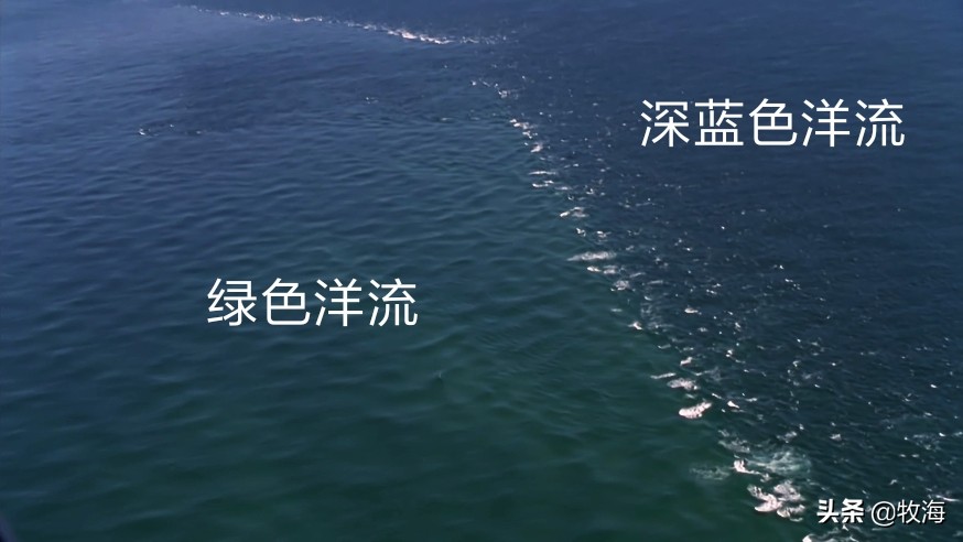 蓝鳍金枪鱼拍出天价,天价蓝鳍金枪鱼切割全过程