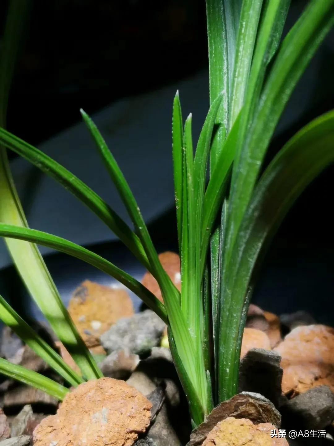 每日一品中药材,每日一品隶书作品