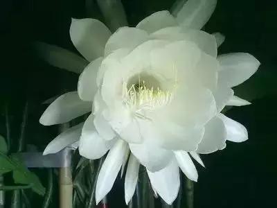 100种花的英文和花语是什么,100种花的花语以及送花礼仪分享