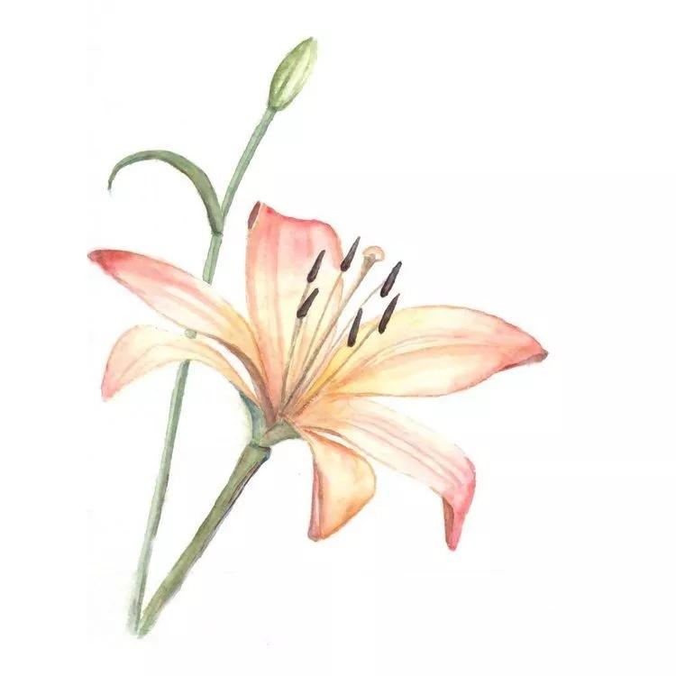 百合怎么样养得更持久,百合新手