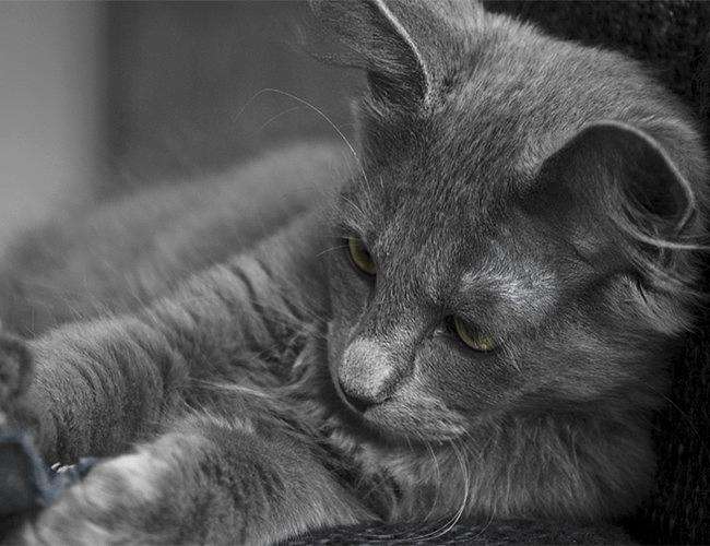 猫的品种介绍及图片加菲猫 (猫猫品种介绍图鉴)