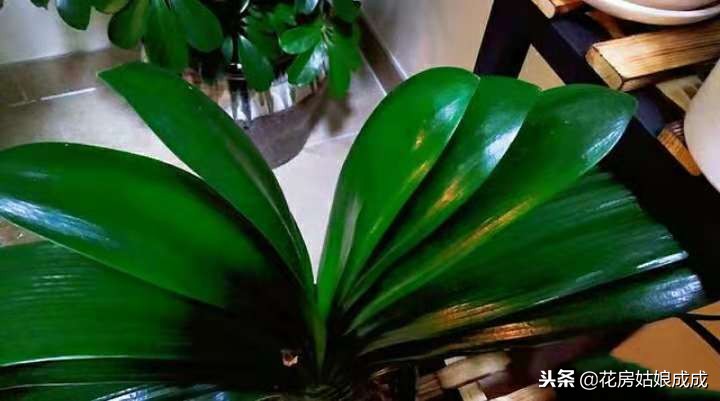 君子兰要怎么养才养得好,养君子兰掌握浇水小技巧