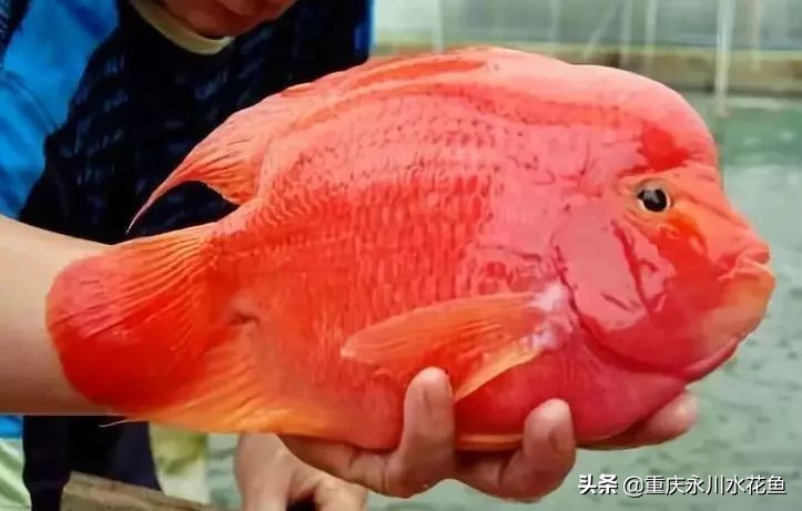 十大最好看的观赏鱼,观赏鱼100种形态