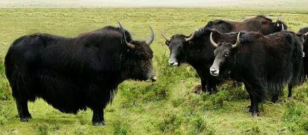 全新疆著名的特产,盘点十大新疆的特产