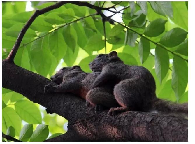 关于松鼠你还不知道什么,关于松鼠你还知道什么知识