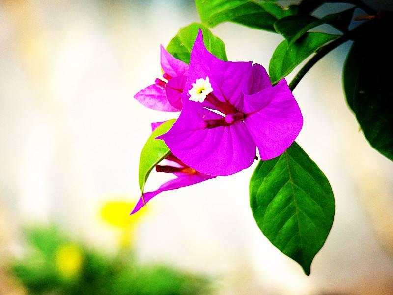 三角梅冻伤树干都出水了,五摄氏度三角梅在室外会冻伤吗