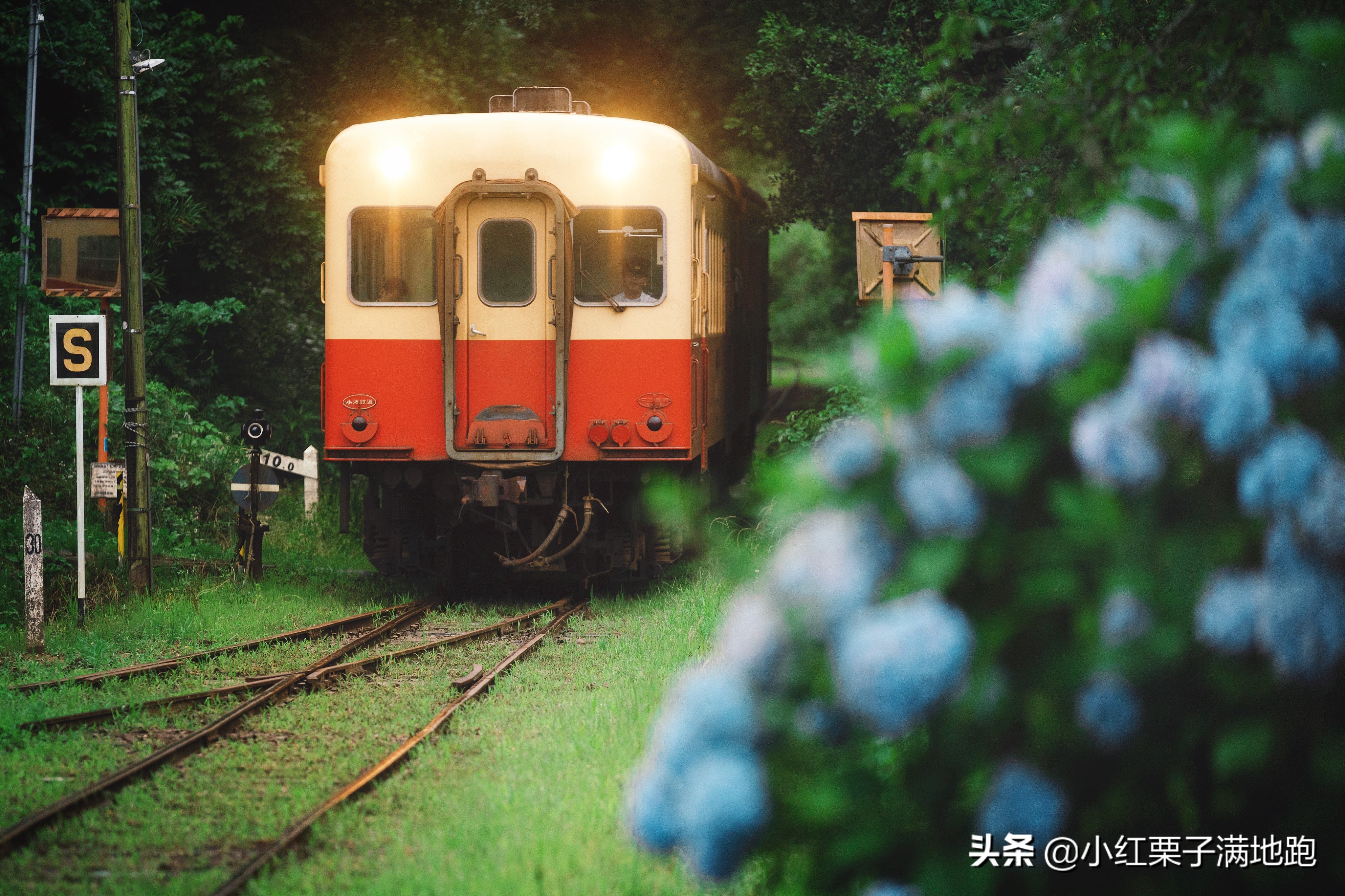 千叶县紫阳花开，如何一边体验火车之旅一边拍摄铁道风景？