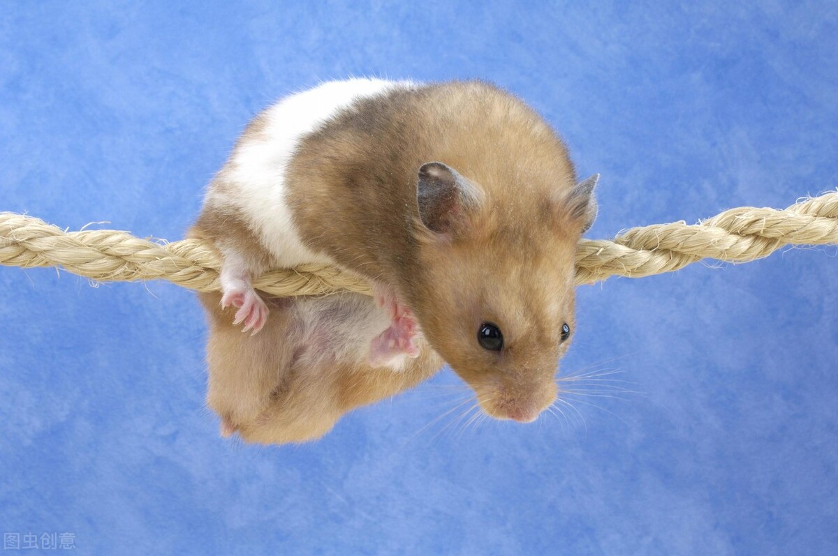 仓鼠会冬眠的状况,仓鼠冬眠假死主人用暖宝宝唤醒