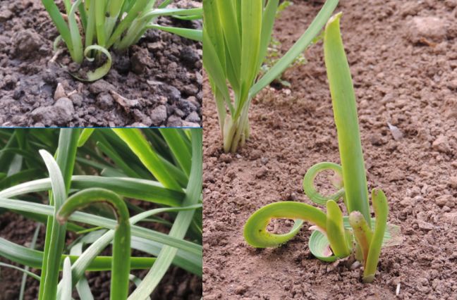 韭菜防治根蛆的最佳方法,韭菜根种植怎样防虫