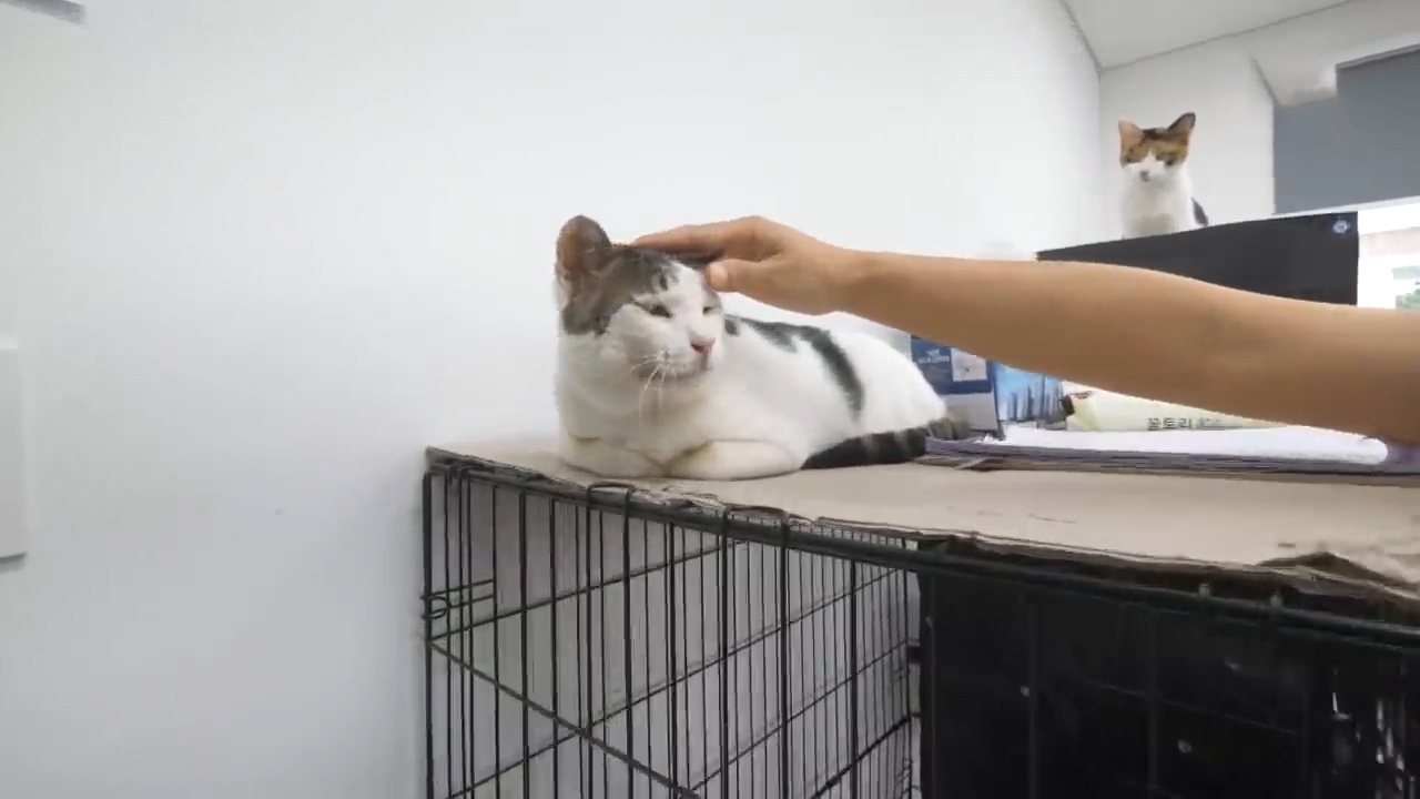 猫咪眼睛被大猫打瞎了,把猫咪当狙击枪玩视频