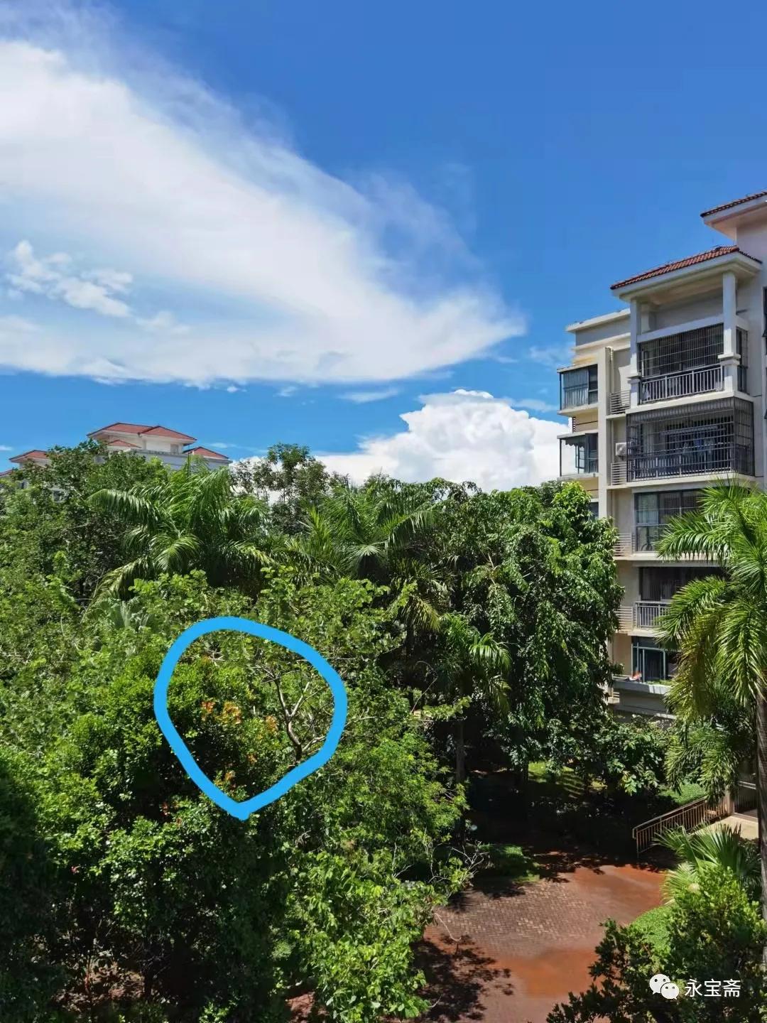 清乾隆斗彩凤纹罐,明代斗彩纯绿龙纹罐