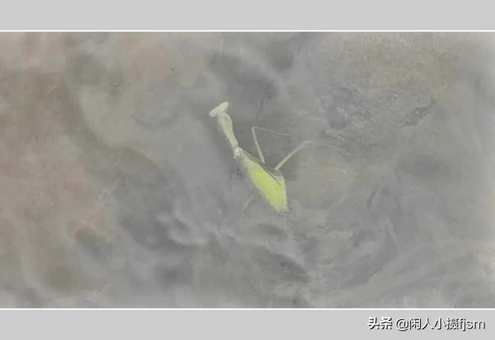 被铁线虫寄生了螳螂如何拯救,是不是每个螳螂都会被铁线虫寄生