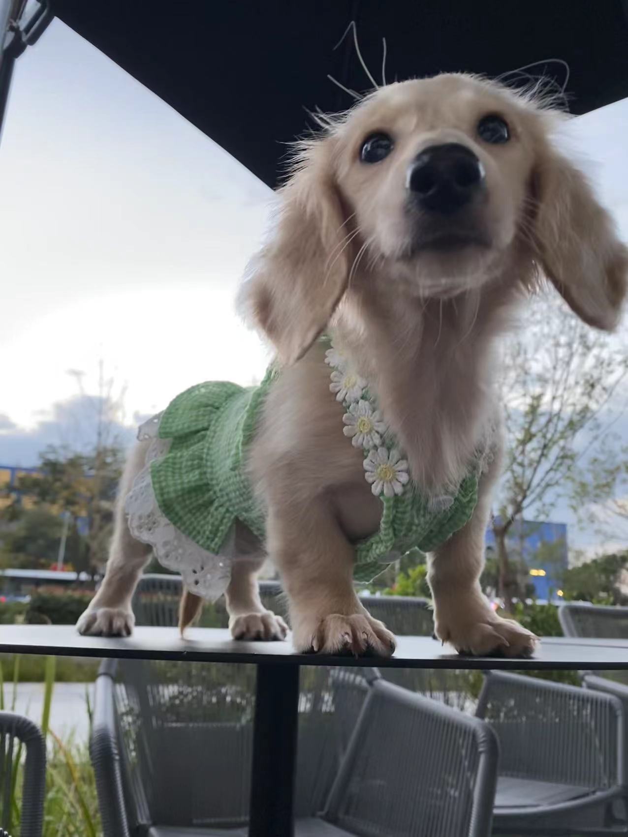 双十一狗粮（犬粮）的选购攻略，主流9款主粮点评