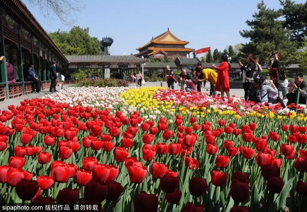 荷兰郁金香花海,不出北京游世界