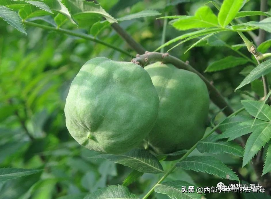 李萍文字：康乐木瓜