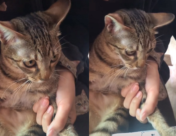 招惹蜜蜂的小猫咪,小爪子肿了3倍大,一脸委屈:下次不敢了