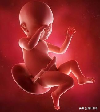 产检时间有什么讲究？医生从胚胎1周到40周成长史来解释原因。