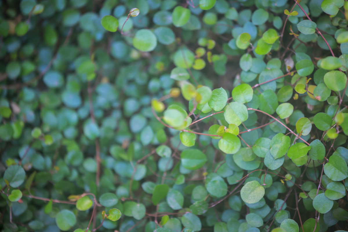 史上最轻便长焦利器佳能RF70-200mmF4L镜头评测