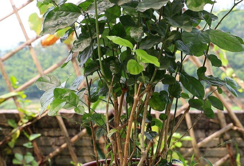 天冷了茉莉,茉莉怕冻怎么办