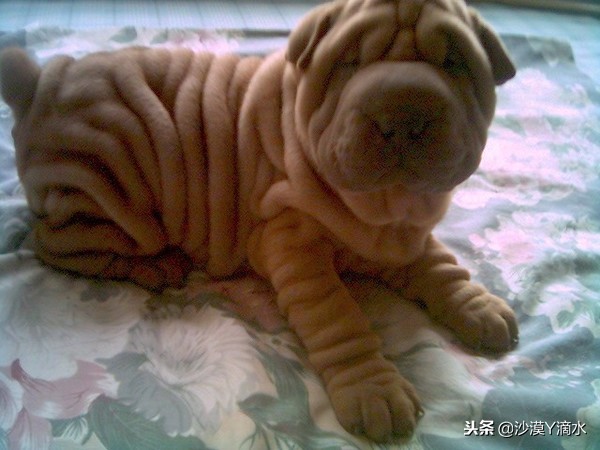 比尼熊狗狗价格,阿拉斯加狗狗价格