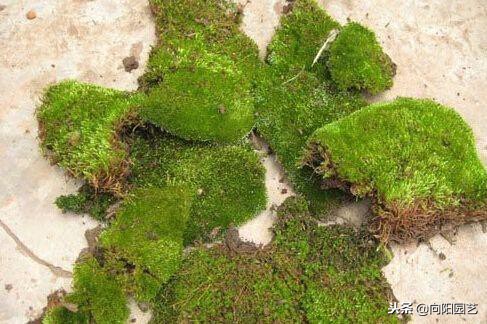 苔藓可以当兰花植料吗,苔藓能养花吗