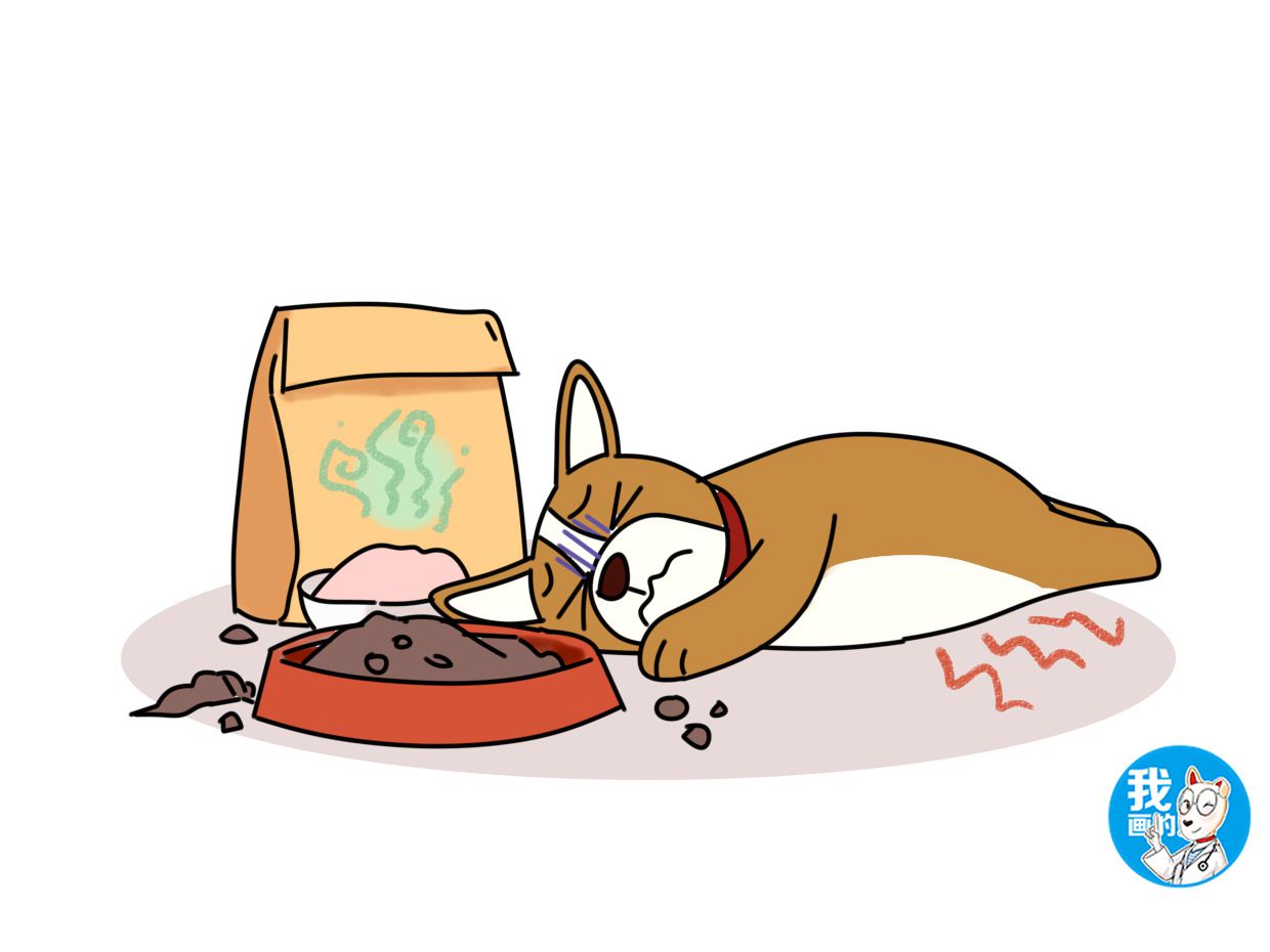 狗狗不吃又吐是胃病吗,狗狗呕吐是肠胃的问题吗