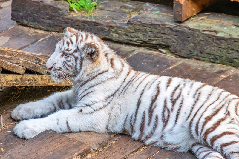 广州长隆野生动物世界旅游攻略,长隆野生动物世界攻略2-3天广州游