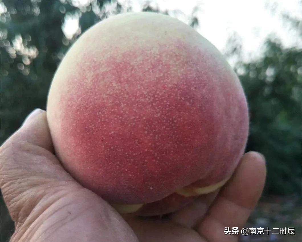 沂蒙山黄金水蜜桃,山东蒙阴金秋红蜜桃