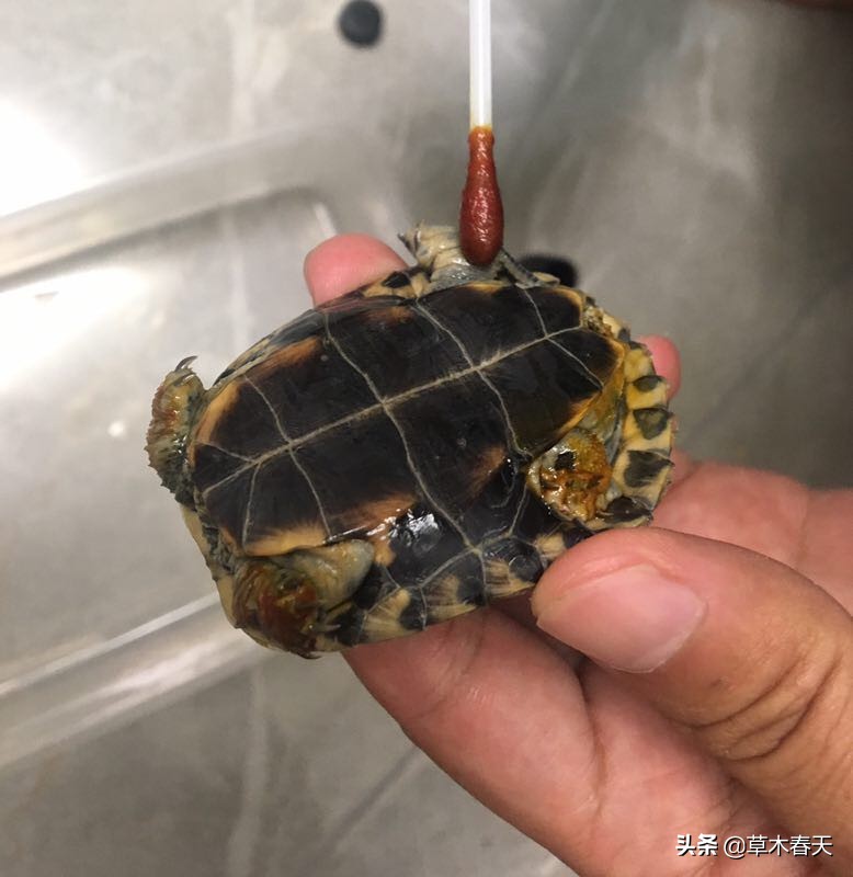 新手怎么治乌龟的腐甲,咋治乌龟腐皮呢