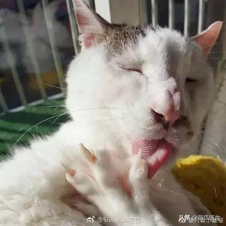 这猫睡姿也太销魂了,猫睡相
