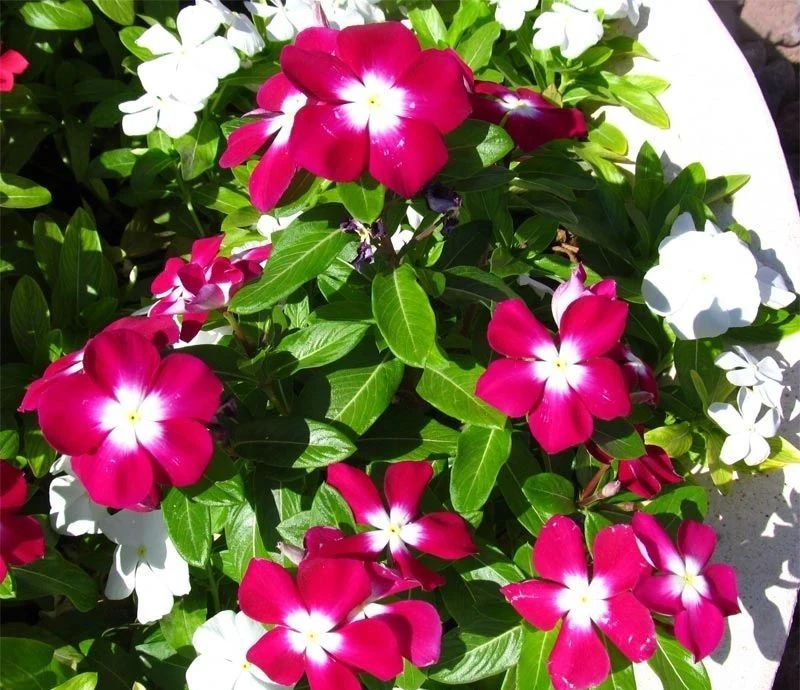 适合室内不怕晒的植物,适合潮湿环境养的植物