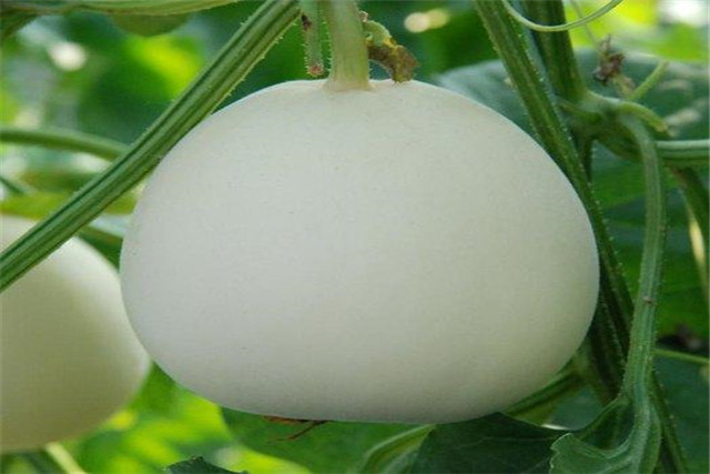 香瓜病虫害怎么防治,香瓜的病虫害防治