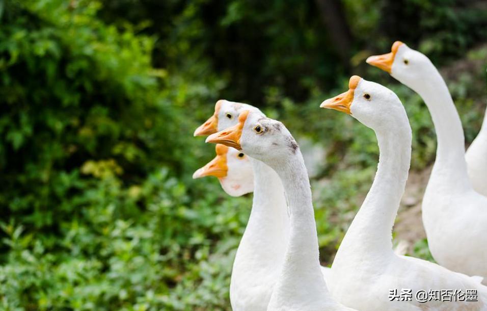 养殖小项目农村养殖什么比较靠谱,农村养殖什么最稳成本又低又赚钱