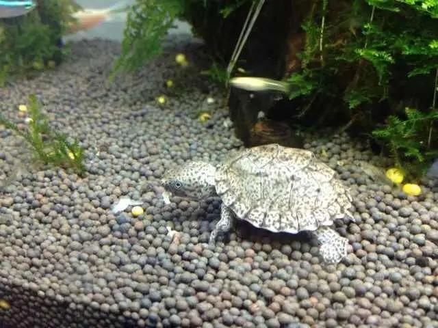 凶猛一点的新手龟,凶猛的龟都有什么品种