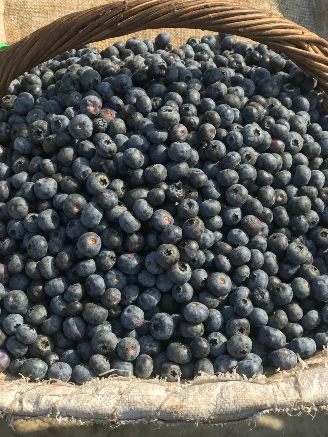 周边最便宜的大集在哪里,10元一两的大集