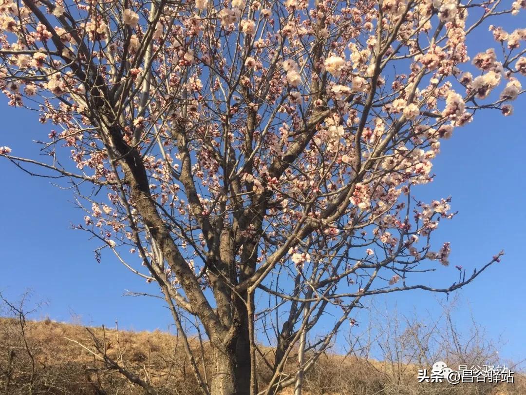 山花烂漫中条山之山杏花开树树梅