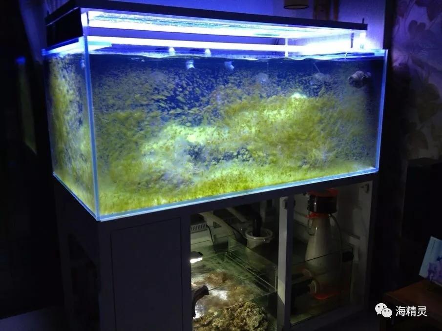 为什么容易爆藻,为什么有的人对鱼那么痴迷