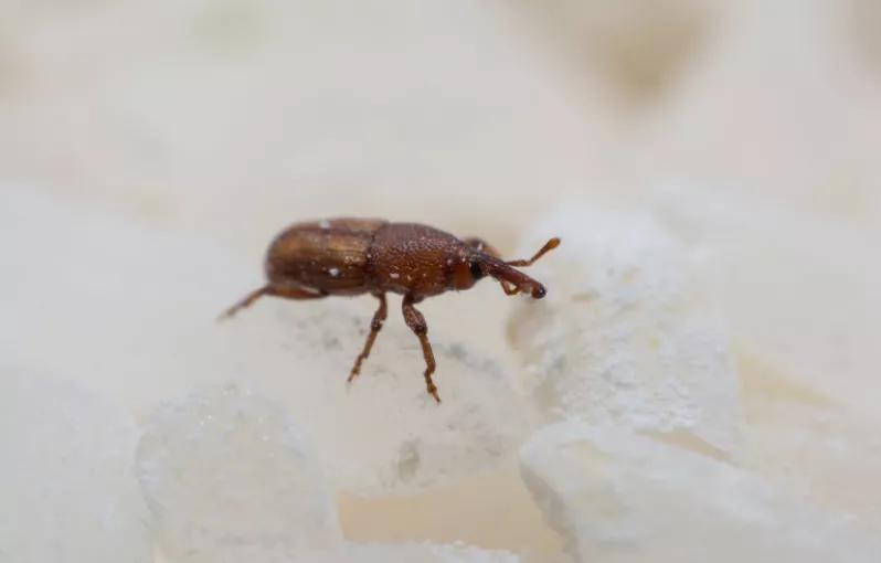 顾小稻说丨天气一热，米虫出没，除米虫这招最好使