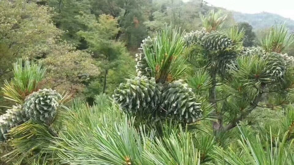 红松子的用途,红松子采集原因