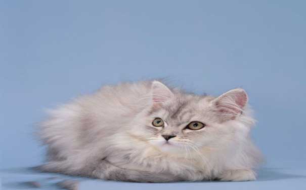 疫情期间严禁出行,疫情期间禁止出行的猫