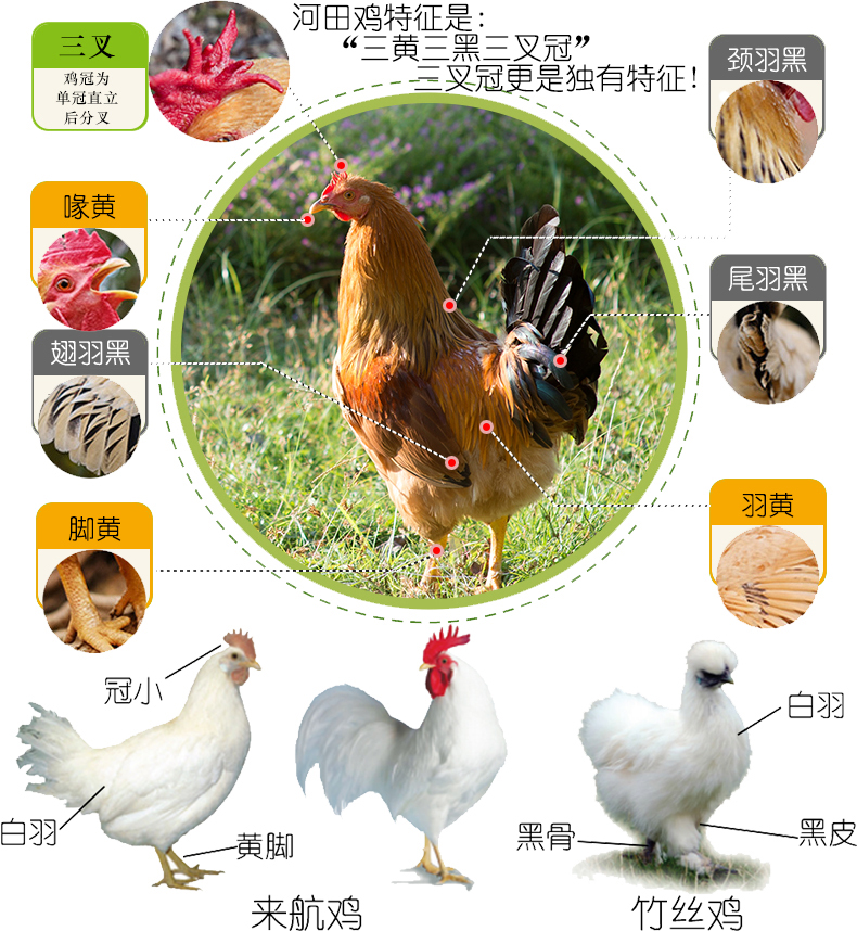 各种鸡的品种烹调方法,鸡的品种和吃法