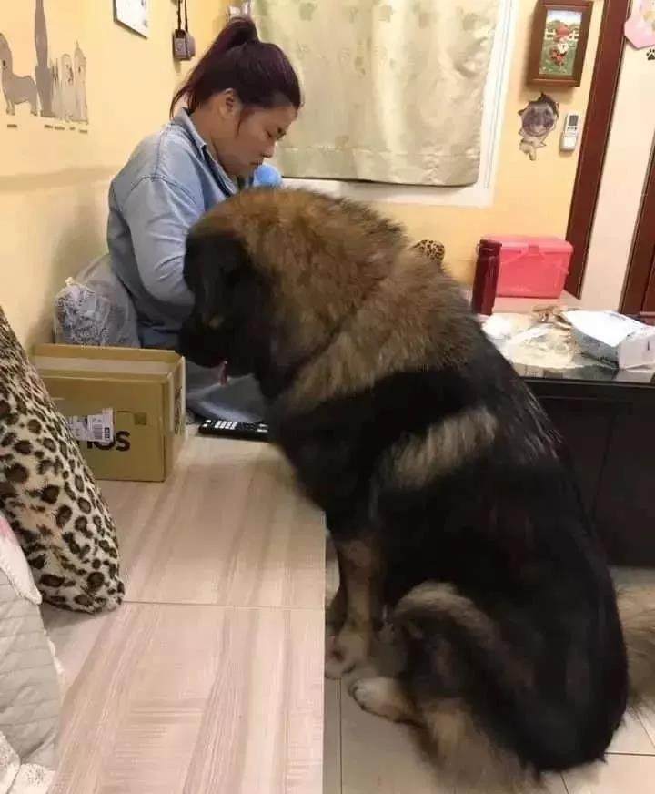 突然到访的小奶猫,没想到居然让高加索展示出了另外一面!超暖心