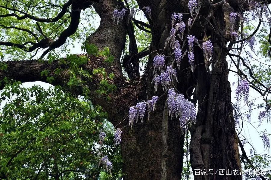 苏州西山免费打卡,苏州西山区网红打卡圣地图片