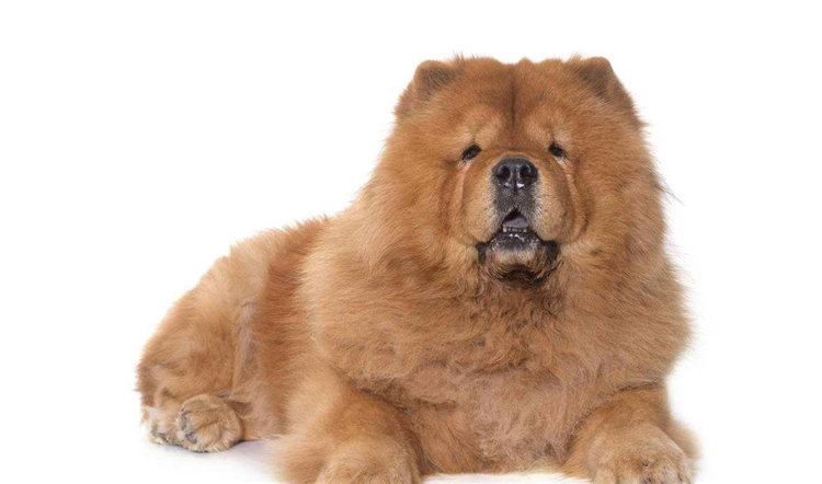 狗狗身上长小肉疙瘩是什么,狗狗长狗癣正常吗