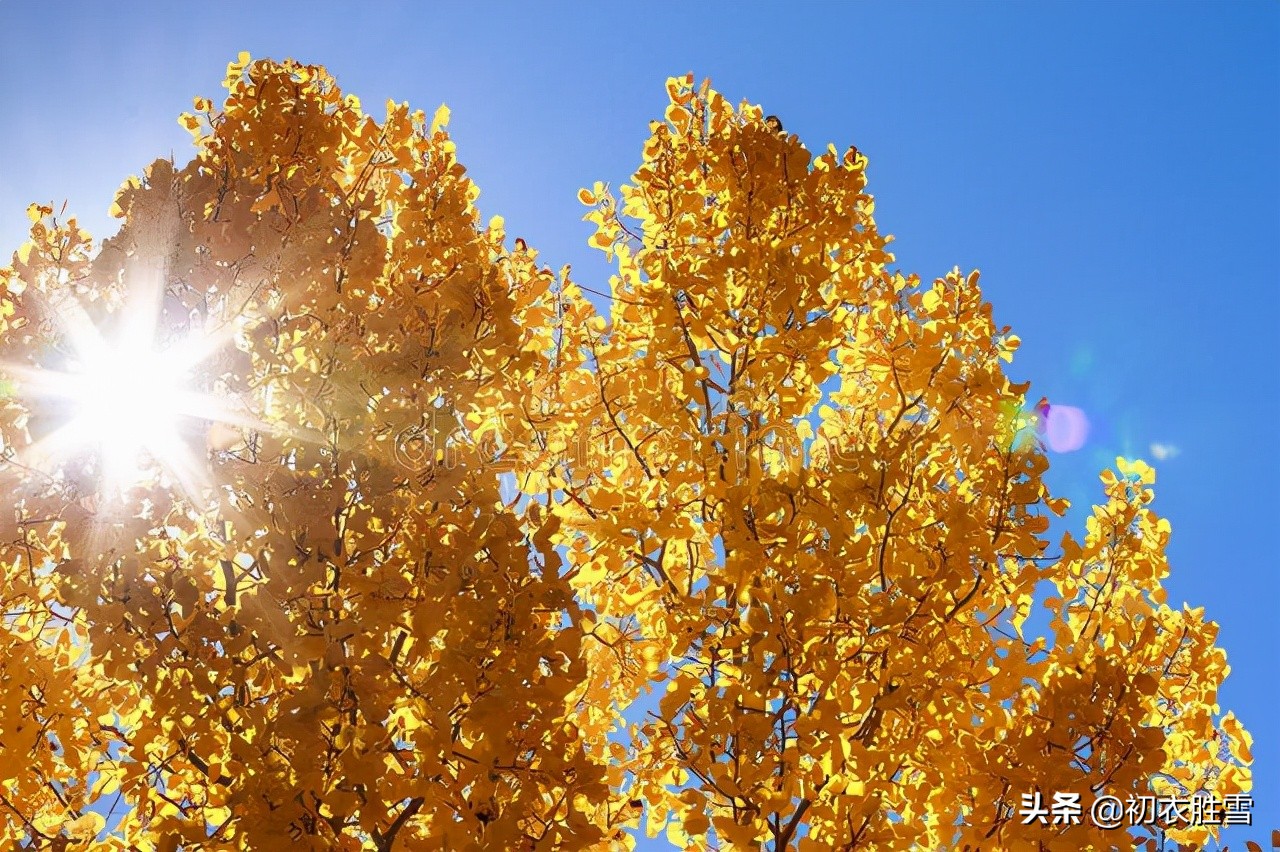 冬日说白杨,白杨古诗五首,听听那古诗里的白杨萧萧