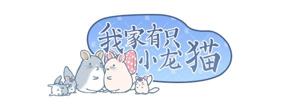 龙猫年初二漫画,龙猫漫画完整版