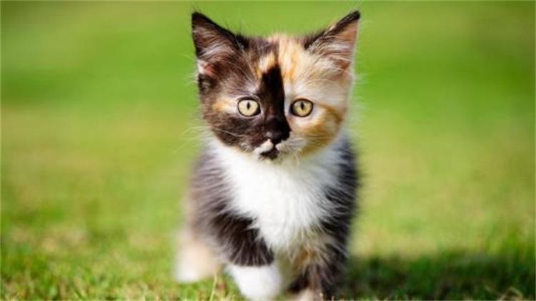 猫的天敌为什么是蛇,猫的天敌为啥是老鹰