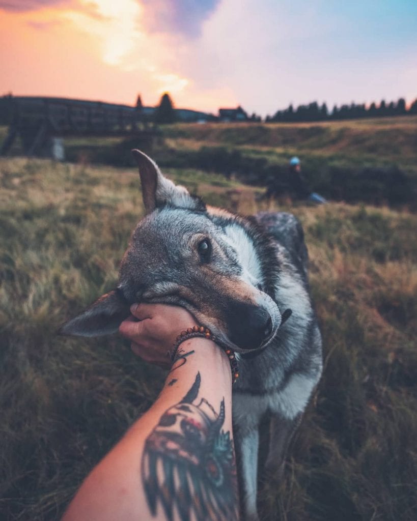 捷克狼犬和哈士奇哪个像狼,哈士奇厉害还是捷克狼犬厉害