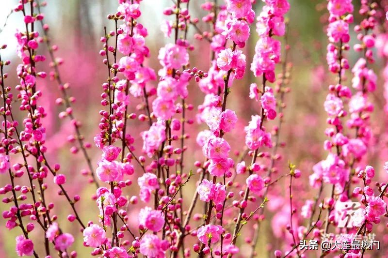 辽宁踏青赏花地点推荐,辽宁春游踏青赏杜鹃花
